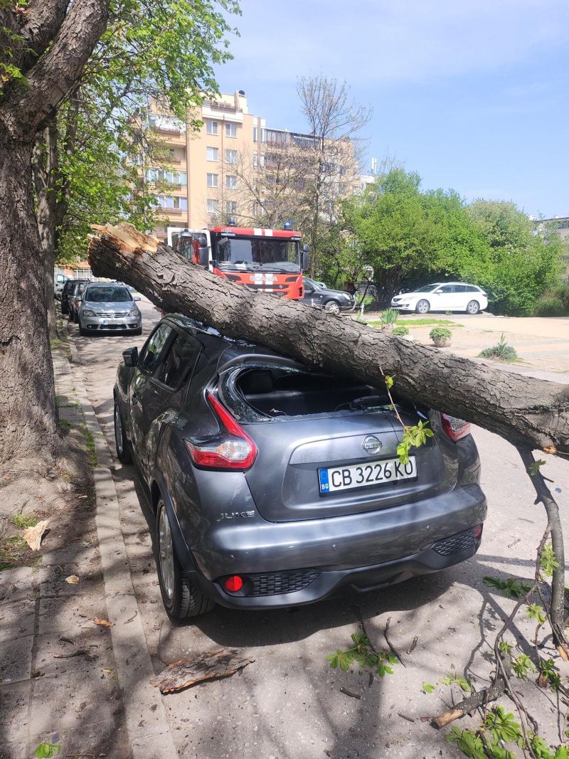 Дърво
